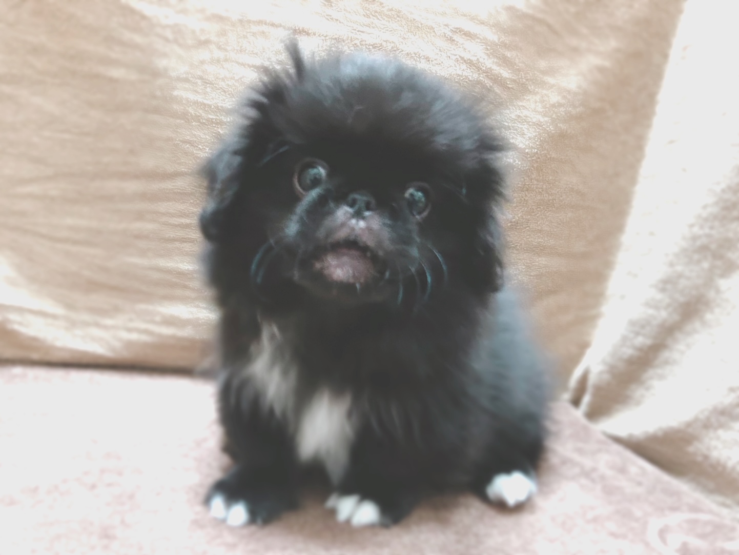 ワンコ様3 ハピウェルピューレ 犬用 乳酸菌入り 鶏砂肝・牛もも 20本入 | おやつ